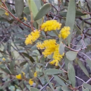 Acacia kempeana at Petermann, NT - 15 Apr 2025 06:51 AM