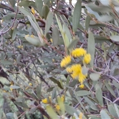 Acacia kempeana at Petermann, NT - 15 Apr 2025 06:51 AM