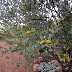 Acacia kempeana at Petermann, NT - 15 Apr 2025 06:51 AM