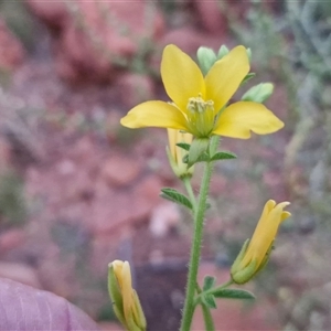 Unverified Other Wildflower or Herb at Petermann, NT - Yesterday by trevorpreston