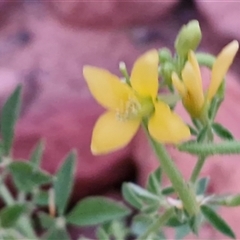 Arivela viscosa at Petermann, NT - 15 Apr 2025 06:49 AM