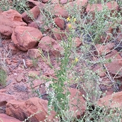 Arivela viscosa at Petermann, NT - 15 Apr 2025 06:49 AM