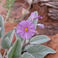 Unverified Other Shrub at Petermann, NT - 15 Apr 2025 by trevorpreston