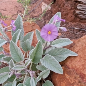 Solanum sp. (genus) at Petermann, NT - 15 Apr 2025 06:48 AM