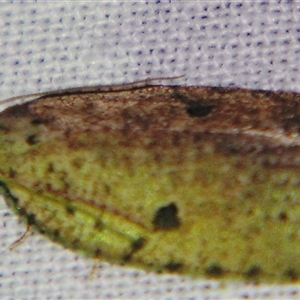 Meritastis polygraphana at Bolivia, NSW - suppressed