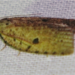 Meritastis polygraphana at Bolivia, NSW - suppressed