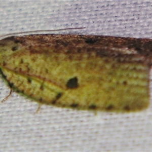 Meritastis polygraphana at Bolivia, NSW - suppressed