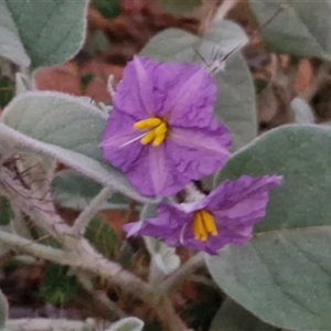 Solanum lithophilum at Petermann, NT - 15 Apr 2025 06:43 AM