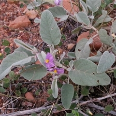 Solanum lithophilum at Petermann, NT - 15 Apr 2025 06:43 AM