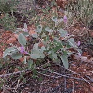 Solanum lithophilum at Petermann, NT - 15 Apr 2025 06:43 AM