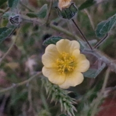 Unverified Other Shrub at Petermann, NT - 15 Apr 2025 by trevorpreston