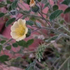 Abutilon fraseri subsp. fraseri at Petermann, NT - 15 Apr 2025 06:42 AM