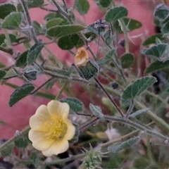 Abutilon fraseri subsp. fraseri at Petermann, NT - 15 Apr 2025 06:42 AM