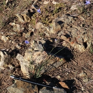 Wahlenbergia capillaris at Dry Plain, NSW - 8 Apr 2025 04:20 PM