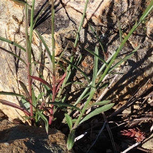 Wahlenbergia capillaris at Dry Plain, NSW - 8 Apr 2025 04:20 PM