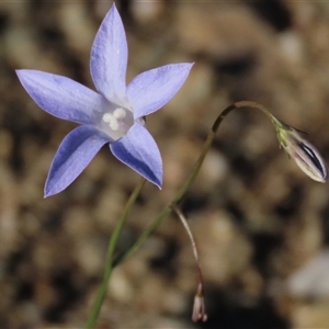 Wahlenbergia capillaris at Dry Plain, NSW - 8 Apr 2025 04:20 PM