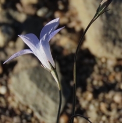 Wahlenbergia capillaris at Dry Plain, NSW - 8 Apr 2025 04:20 PM