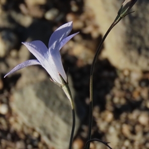 Wahlenbergia capillaris at Dry Plain, NSW - 8 Apr 2025 04:20 PM