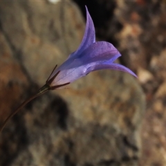 Wahlenbergia capillaris at Dry Plain, NSW - 8 Apr 2025 04:20 PM