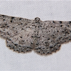 Unplaced (Boarmia) polysticta at Bolivia, NSW - suppressed