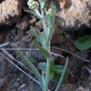 Pseudognaphalium luteoalbum at Dry Plain, NSW - 8 Apr 2025 04:26 PM