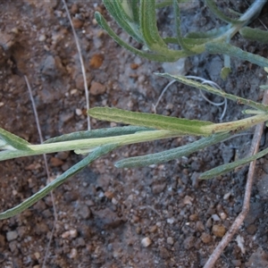 Pseudognaphalium luteoalbum at Dry Plain, NSW - 8 Apr 2025 04:26 PM