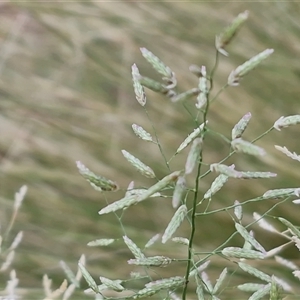 Eragrostis minor at Yulara, NT - 15 Apr 2025 05:24 PM