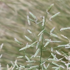 Eragrostis minor at Yulara, NT - 15 Apr 2025 05:24 PM