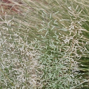 Eragrostis minor at Yulara, NT - 15 Apr 2025 05:24 PM