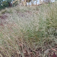 Eragrostis minor at Yulara, NT - 15 Apr 2025 05:24 PM