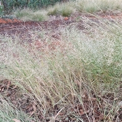 Eragrostis minor at Yulara, NT - 15 Apr 2025 05:24 PM
