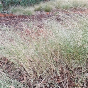 Eragrostis minor at Yulara, NT - 15 Apr 2025 05:24 PM