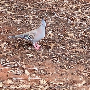 Ocyphaps lophotes at Yulara, NT - 15 Apr 2025 05:22 PM