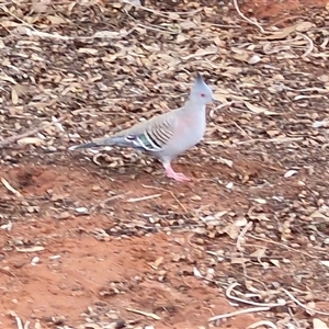 Ocyphaps lophotes at Yulara, NT - 15 Apr 2025 05:22 PM