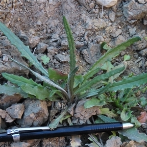 Senecio sp. at Dry Plain, NSW - 8 Apr 2025 04:29 PM