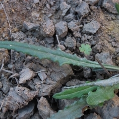 Senecio sp. at Dry Plain, NSW - 8 Apr 2025 04:29 PM