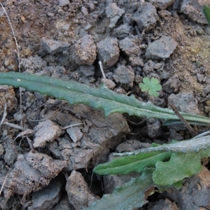 Senecio sp. at Dry Plain, NSW - 8 Apr 2025 04:29 PM