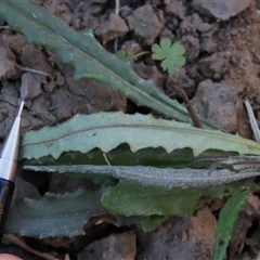 Senecio sp. at Dry Plain, NSW - 8 Apr 2025 04:29 PM