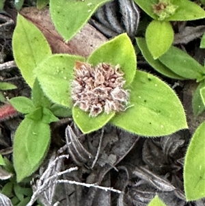 Richardia humistrata at Kangaroo Valley, NSW - 15 Apr 2025 05:37 PM