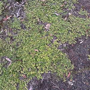 Richardia humistrata at Kangaroo Valley, NSW - 15 Apr 2025 05:37 PM