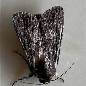 Neogalea sunia at Kangaroo Valley, NSW - 15 Apr 2025 09:49 AM