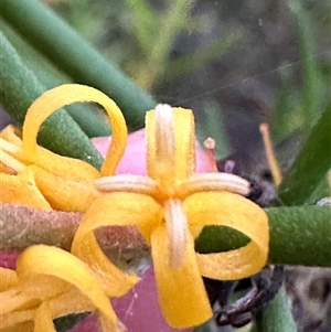 Persoonia mollis at Kangaroo Valley, NSW - 15 Apr 2025 05:35 PM