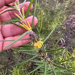 Persoonia mollis at Kangaroo Valley, NSW - 15 Apr 2025 05:35 PM