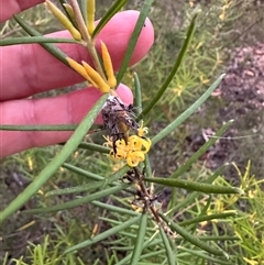 Persoonia mollis at Kangaroo Valley, NSW - 15 Apr 2025 05:35 PM