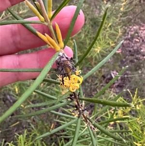 Persoonia mollis at Kangaroo Valley, NSW - 15 Apr 2025 05:35 PM