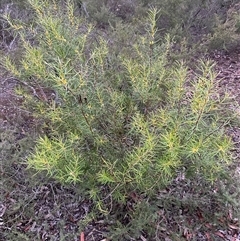 Persoonia mollis at Kangaroo Valley, NSW - 15 Apr 2025 05:35 PM
