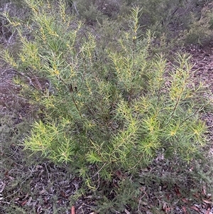 Persoonia mollis at Kangaroo Valley, NSW - 15 Apr 2025 05:35 PM