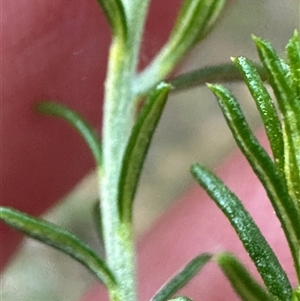 Cassinia sifton at Kangaroo Valley, NSW - 15 Apr 2025 05:17 PM