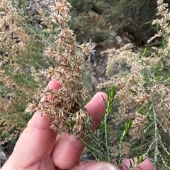 Cassinia sifton at Kangaroo Valley, NSW - 15 Apr 2025 05:17 PM