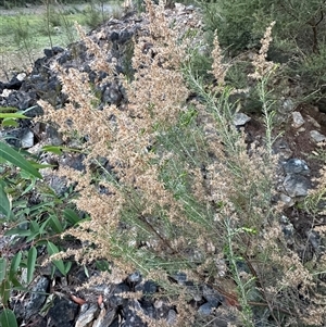 Cassinia sifton at Kangaroo Valley, NSW - 15 Apr 2025 05:17 PM